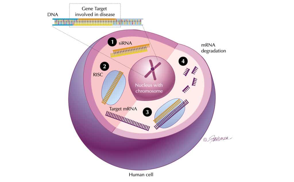The RNA interference process