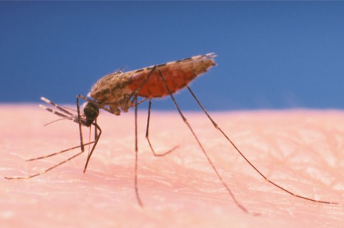 Malaria image