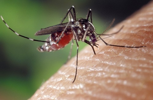 dengue_mosquito_web