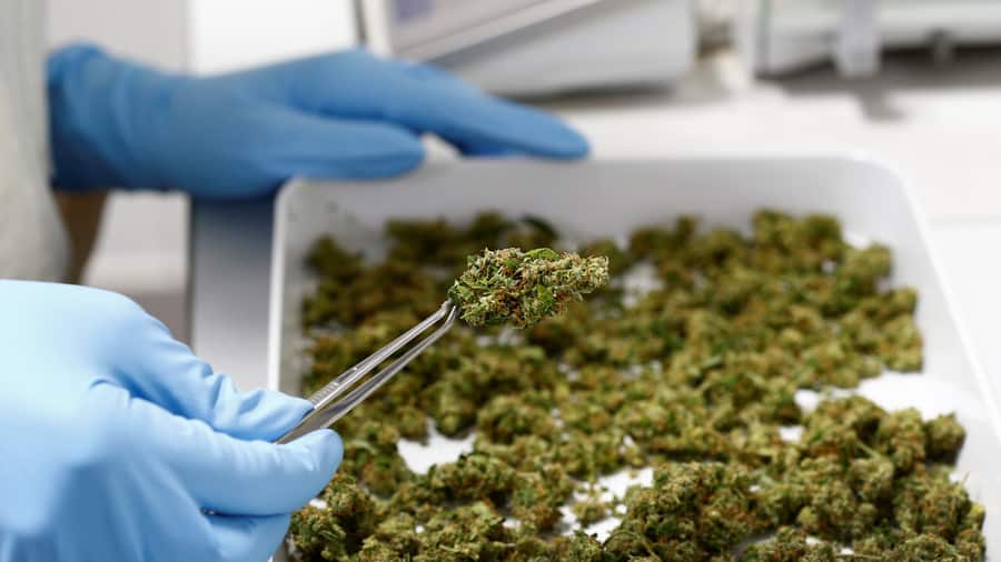 Medicinal cannabis in a laboratory
