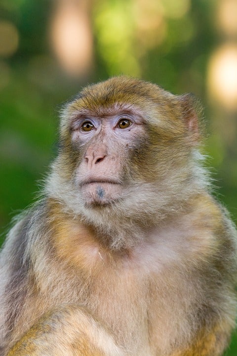 macaque-3714104_960_720