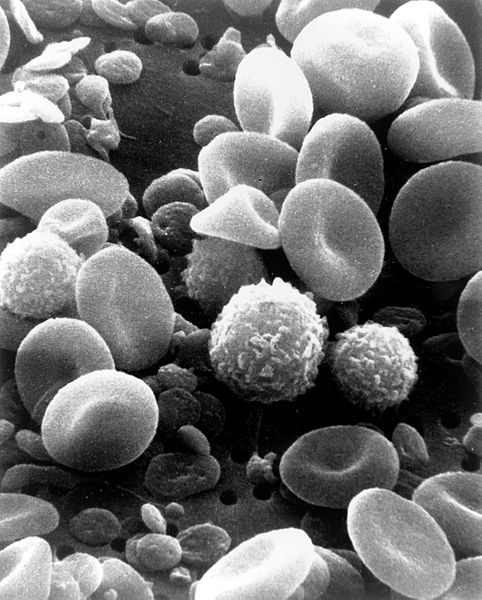 482px-sem_blood_cells