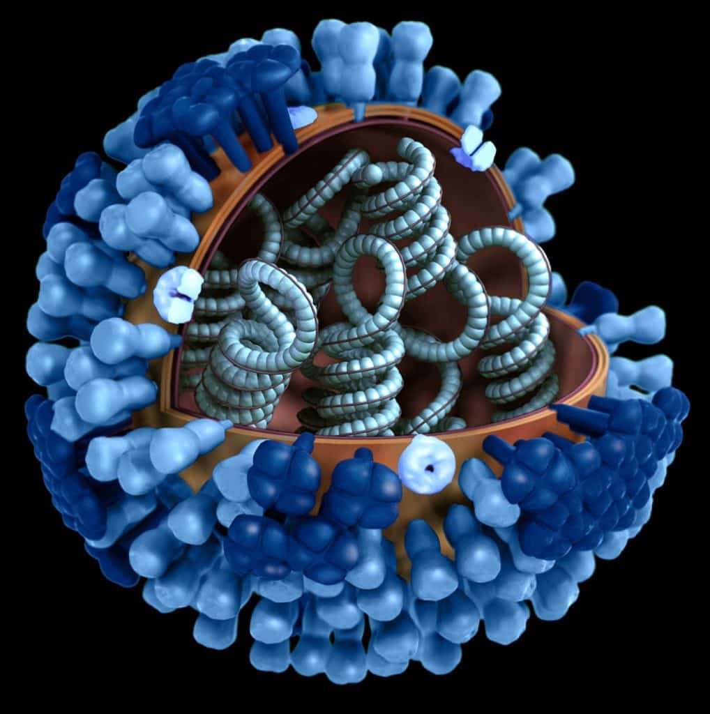 flu_virus